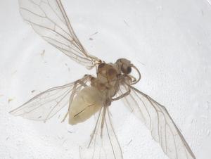  ( - CBG-B20932-F12)  @11 [ ] CreativeCommons - Attribution Share - Alike (2025) Centre for Biodiversity Genomics Centre for Biodiversity Genomics