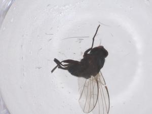  ( - CBG-B20934-G03)  @11 [ ] CreativeCommons - Attribution Share - Alike (2025) Centre for Biodiversity Genomics Centre for Biodiversity Genomics