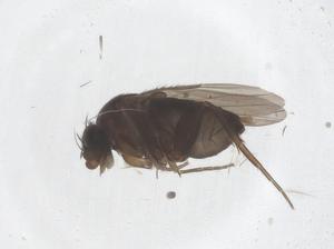  ( - CBG-B20935-A08)  @11 [ ] CreativeCommons - Attribution Share - Alike (2025) Centre for Biodiversity Genomics Centre for Biodiversity Genomics