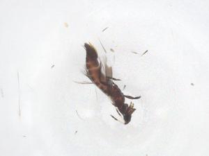  ( - CBG-B20937-B01)  @11 [ ] CreativeCommons - Attribution Share - Alike (2025) Centre for Biodiversity Genomics Centre for Biodiversity Genomics