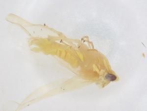  ( - CBG-B20937-C07)  @11 [ ] CreativeCommons - Attribution Share - Alike (2025) Centre for Biodiversity Genomics Centre for Biodiversity Genomics