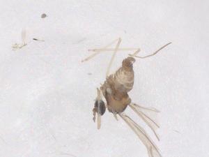  ( - CBG-B20938-B08)  @11 [ ] CreativeCommons - Attribution Share - Alike (2025) Centre for Biodiversity Genomics Centre for Biodiversity Genomics