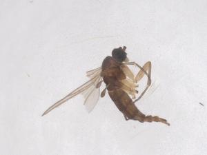  ( - CBG-B20938-B11)  @11 [ ] CreativeCommons - Attribution Share - Alike (2025) Centre for Biodiversity Genomics Centre for Biodiversity Genomics