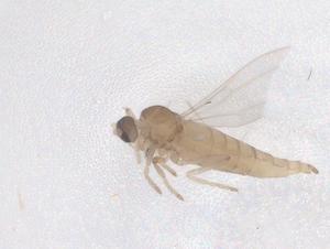  ( - CBG-B20938-E02)  @11 [ ] CreativeCommons - Attribution Share - Alike (2025) Centre for Biodiversity Genomics Centre for Biodiversity Genomics