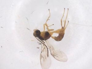  ( - CBG-B20938-E09)  @11 [ ] CreativeCommons - Attribution Share - Alike (2025) Centre for Biodiversity Genomics Centre for Biodiversity Genomics