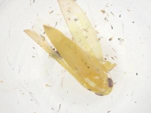  ( - CBG-B20939-B01)  @11 [ ] CreativeCommons - Attribution Share - Alike (2025) Centre for Biodiversity Genomics Centre for Biodiversity Genomics