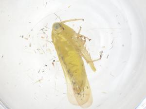  ( - CBG-B20939-H09)  @11 [ ] CreativeCommons - Attribution Share - Alike (2025) Centre for Biodiversity Genomics Centre for Biodiversity Genomics