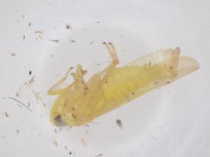  ( - CBG-B20941-F03)  @11 [ ] CreativeCommons - Attribution Share - Alike (2025) Centre for Biodiversity Genomics Centre for Biodiversity Genomics