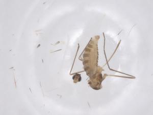  ( - CBG-B20941-G10)  @11 [ ] CreativeCommons - Attribution Share - Alike (2025) Centre for Biodiversity Genomics Centre for Biodiversity Genomics