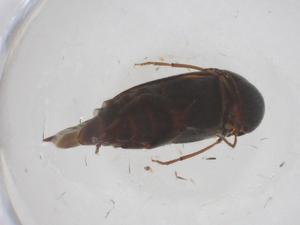  ( - CBG-B20943-B07)  @11 [ ] CreativeCommons - Attribution Share - Alike (2025) Centre for Biodiversity Genomics Centre for Biodiversity Genomics