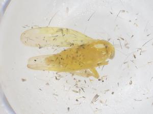  ( - CBG-B20943-E10)  @11 [ ] CreativeCommons - Attribution Share - Alike (2025) Centre for Biodiversity Genomics Centre for Biodiversity Genomics