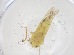  ( - CBG-B20943-G08)  @11 [ ] CreativeCommons - Attribution Share - Alike (2025) Centre for Biodiversity Genomics Centre for Biodiversity Genomics