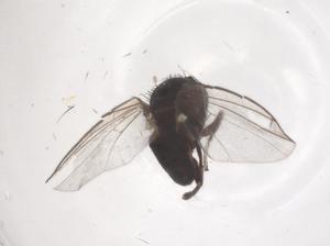  ( - CBG-B20954-H02)  @11 [ ] CreativeCommons - Attribution Share - Alike (2025) Centre for Biodiversity Genomics Centre for Biodiversity Genomics