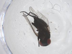  ( - CBG-B20976-E03)  @11 [ ] CreativeCommons - Attribution Share - Alike (2025) Centre for Biodiversity Genomics Centre for Biodiversity Genomics