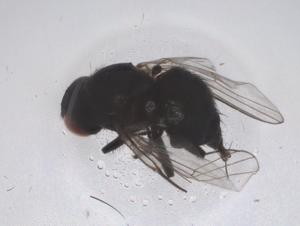  ( - CBG-B20978-C12)  @11 [ ] CreativeCommons - Attribution Share - Alike (2025) Centre for Biodiversity Genomics Centre for Biodiversity Genomics