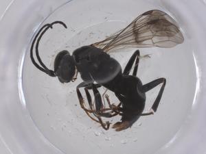  ( - CBG-B20978-D09)  @11 [ ] CreativeCommons - Attribution Share - Alike (2025) Centre for Biodiversity Genomics Centre for Biodiversity Genomics