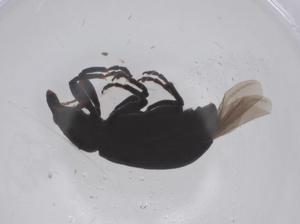  ( - CBG-B20978-E03)  @11 [ ] CreativeCommons - Attribution Share - Alike (2025) Centre for Biodiversity Genomics Centre for Biodiversity Genomics