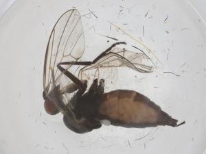  ( - CBG-B20979-A02)  @11 [ ] CreativeCommons - Attribution Share - Alike (2025) Centre for Biodiversity Genomics Centre for Biodiversity Genomics