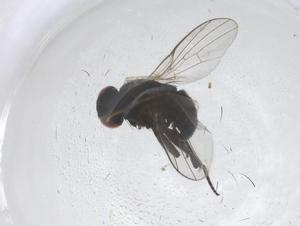  ( - CBG-B20979-E12)  @11 [ ] CreativeCommons - Attribution Share - Alike (2025) Centre for Biodiversity Genomics Centre for Biodiversity Genomics