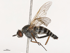  ( - CBG-B21227-A07)  @11 [ ] CreativeCommons - Attribution Share - Alike (2025) CBG Photography Group Centre for Biodiversity Genomics