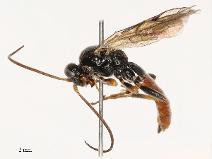  ( - CBG-B21227-B11)  @11 [ ] CreativeCommons - Attribution Share - Alike (2025) CBG Photography Group Centre for Biodiversity Genomics