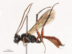  ( - CBG-B21227-C01)  @11 [ ] CreativeCommons - Attribution Share - Alike (2025) CBG Photography Group Centre for Biodiversity Genomics