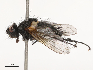  ( - CBG-B21227-D11)  @11 [ ] CreativeCommons - Attribution Share - Alike (2025) CBG Photography Group Centre for Biodiversity Genomics