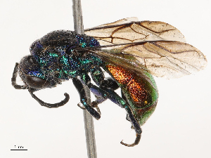  ( - CBG-B21227-G06)  @11 [ ] CreativeCommons - Attribution Share - Alike (2025) CBG Photography Group Centre for Biodiversity Genomics