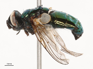  ( - CBG-B21230-C05)  @11 [ ] CreativeCommons - Attribution Share - Alike (2025) CBG Photography Group Centre for Biodiversity Genomics