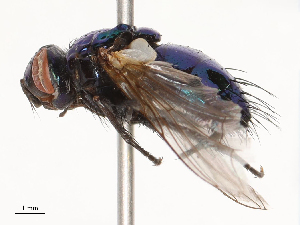  ( - CBG-B21230-C09)  @11 [ ] CreativeCommons - Attribution Share - Alike (2025) CBG Photography Group Centre for Biodiversity Genomics