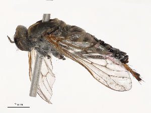  ( - CBG-B21230-G04)  @11 [ ] CreativeCommons - Attribution Share - Alike (2025) CBG Photography Group Centre for Biodiversity Genomics