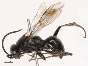  ( - CBG-B21234-F03)  @11 [ ] CreativeCommons - Attribution Share - Alike (2025) CBG Photography Group Centre for Biodiversity Genomics