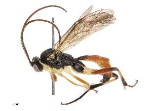  ( - CBG-B21234-F05)  @11 [ ] CreativeCommons - Attribution Share - Alike (2025) CBG Photography Group Centre for Biodiversity Genomics