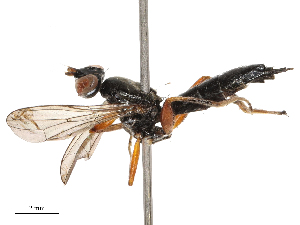  ( - CBG-B21234-G09)  @11 [ ] CreativeCommons - Attribution Share - Alike (2025) CBG Photography Group Centre for Biodiversity Genomics