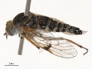  ( - CBG-B21235-B09)  @11 [ ] CreativeCommons - Attribution Share - Alike (2025) CBG Photography Group Centre for Biodiversity Genomics