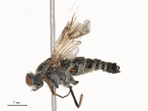  ( - CBG-B21235-C02)  @11 [ ] CreativeCommons - Attribution Share - Alike (2025) CBG Photography Group Centre for Biodiversity Genomics