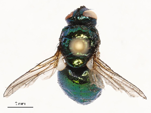  ( - CBG-B21235-D09)  @11 [ ] CreativeCommons - Attribution Share - Alike (2025) CBG Photography Group Centre for Biodiversity Genomics