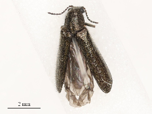  ( - CBG-B21236-D12)  @11 [ ] CreativeCommons - Attribution Share - Alike (2025) CBG Photography Group Centre for Biodiversity Genomics