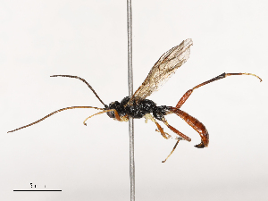  ( - CBG-B21241-A04)  @11 [ ] CreativeCommons - Attribution Share - Alike (2025) CBG Photography Group Centre for Biodiversity Genomics