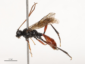  ( - CBG-B21241-C02)  @11 [ ] CreativeCommons - Attribution Share - Alike (2025) CBG Photography Group Centre for Biodiversity Genomics