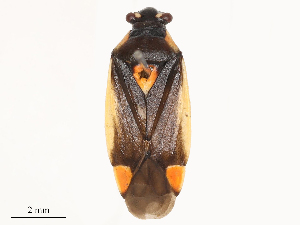  ( - CBG-B21241-F12)  @11 [ ] CreativeCommons - Attribution Share - Alike (2025) CBG Photography Group Centre for Biodiversity Genomics
