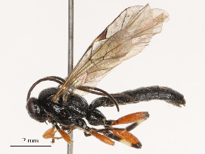  ( - CBG-B21241-H04)  @11 [ ] CreativeCommons - Attribution Share - Alike (2025) CBG Photography Group Centre for Biodiversity Genomics