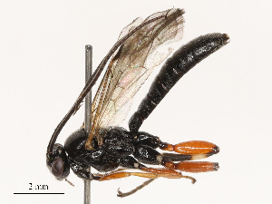  ( - CBG-B21241-H06)  @11 [ ] CreativeCommons - Attribution Share - Alike (2025) CBG Photography Group Centre for Biodiversity Genomics