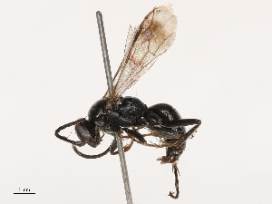  ( - CBG-B21242-A09)  @11 [ ] CreativeCommons - Attribution Share - Alike (2025) CBG Photography Group Centre for Biodiversity Genomics