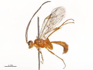  ( - CBG-B21242-B11)  @11 [ ] CreativeCommons - Attribution Share - Alike (2025) CBG Photography Group Centre for Biodiversity Genomics