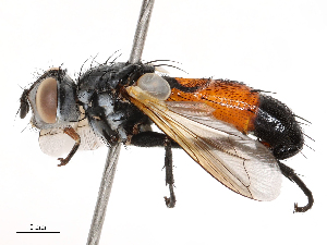  ( - CBG-B21242-G03)  @11 [ ] CreativeCommons - Attribution Share - Alike (2025) CBG Photography Group Centre for Biodiversity Genomics