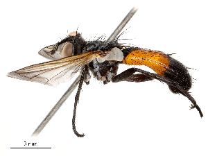  ( - CBG-B21242-G04)  @11 [ ] CreativeCommons - Attribution Share - Alike (2025) CBG Photography Group Centre for Biodiversity Genomics