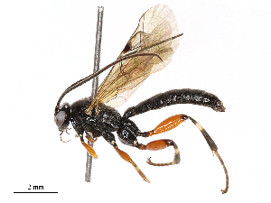  ( - CBG-B21242-H06)  @11 [ ] CreativeCommons - Attribution Share - Alike (2025) CBG Photography Group Centre for Biodiversity Genomics