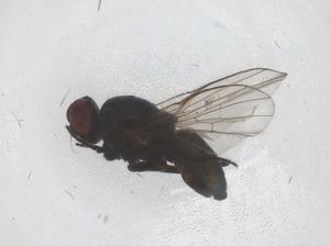  ( - CBG-B21244-A12)  @11 [ ] CreativeCommons - Attribution Share - Alike (2025) Centre for Biodiversity Genomics Centre for Biodiversity Genomics