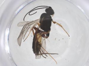  ( - CBG-B21244-G07)  @11 [ ] CreativeCommons - Attribution Share - Alike (2025) Centre for Biodiversity Genomics Centre for Biodiversity Genomics